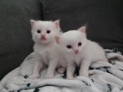 Ragdoll Jungtier - Katze