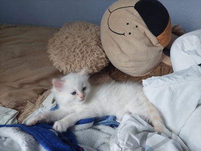 Ragdoll Jungtier - Katze