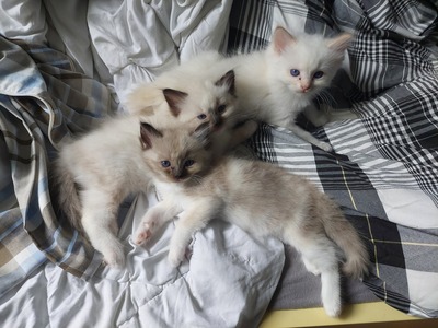 Ragdoll Jungtier - Katze