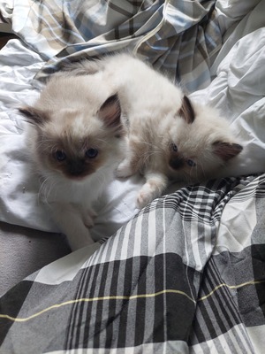 Ragdoll Jungtier - Katze