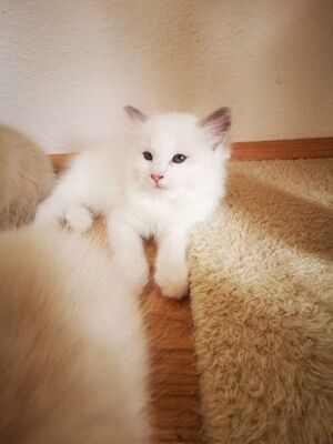 Ragdoll - Katze 1