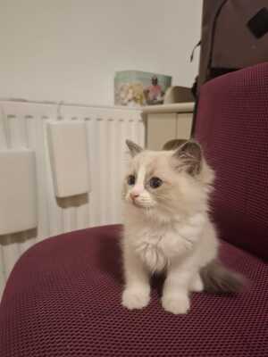 Ragdoll Kitten wegen starker Allergie abzugeben