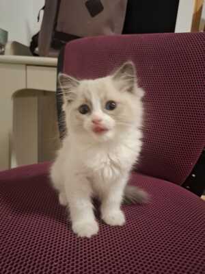Ragdoll Kitten wegen starker Allergie abzugeben, RAGDOLL Jungtier - Kater