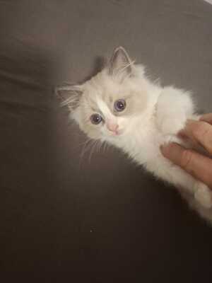 Ragdoll Kitten wegen starker Allergie abzugeben, RAGDOLL Jungtier - Kater