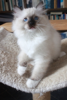 Ragville Oreo, RAGDOLL Jungtier - Kater