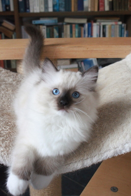 Ragville Oreo, RAGDOLL Jungtier - Kater