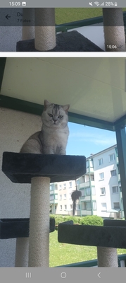Rambo Bkh Kater, BKH - Kater
