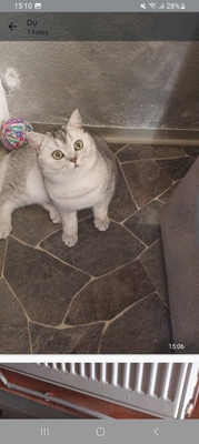 Rambo Bkh Kater, BKH - Kater