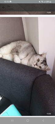 Rambo Bkh Kater, BKH - Kater