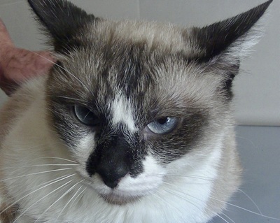 Raspita, Mix - Katze