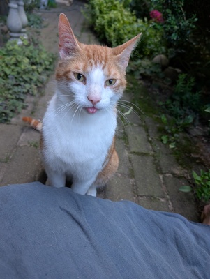 Rasputin, Bauernhofkatze - Kater