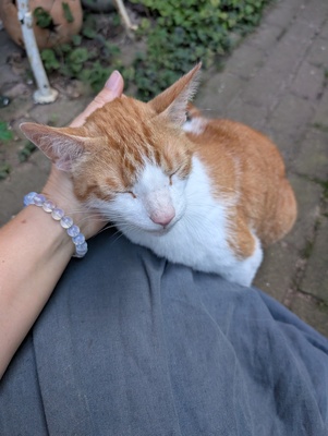 Rasputin, Bauernhofkatze - Kater