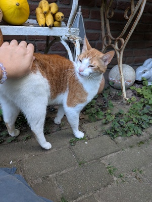 Rasputin, Bauernhofkatze - Kater