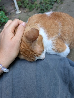Rasputin, Bauernhofkatze - Kater