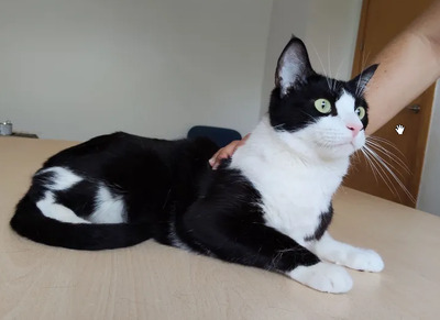 Raspy - trauriger Kater sucht Schmusemenschen, EKH - Kater