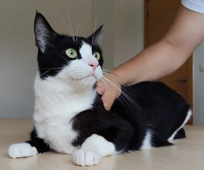 Raspy - trauriger Kater sucht Schmusemenschen, EKH - Kater