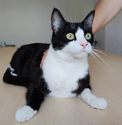 Raspy - trauriger Kater sucht Schmusemenschen, EKH - Kater