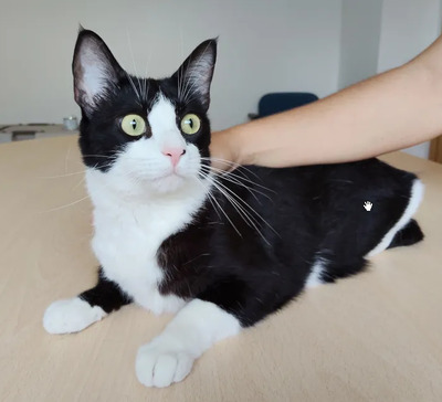 Raspy - trauriger Kater sucht Schmusemenschen, EKH - Kater