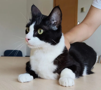 Raspy - trauriger Kater sucht Schmusemenschen, EKH - Kater