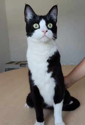Raspy - trauriger Kater sucht Schmusemenschen, EKH - Kater