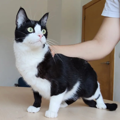 Raspy - trauriger Kater sucht Schmusemenschen, EKH - Kater