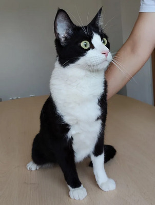 Raspy - trauriger Kater sucht Schmusemenschen, EKH - Kater