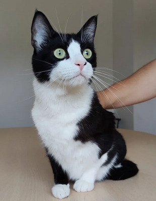 Raspy - trauriger Kater sucht Schmusemenschen, EKH - Kater