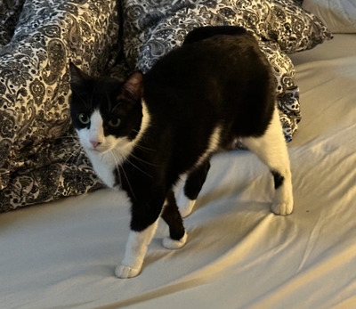 Raspy - trauriger Kater sucht Schmusemenschen, EKH - Kater