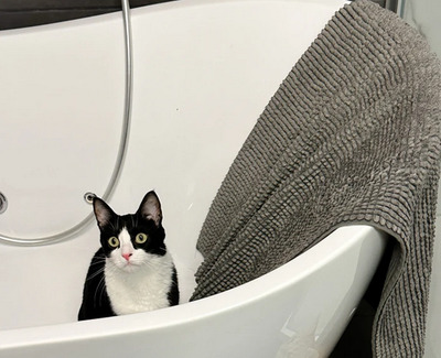 Raspy - trauriger Kater sucht Schmusemenschen, EKH - Kater