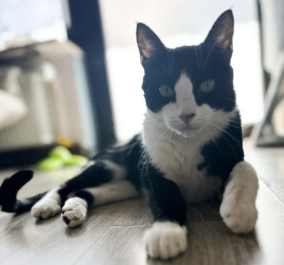 Raspy - trauriger Kater sucht Schmusemenschen, EKH - Kater