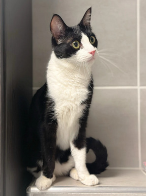 Raspy - trauriger Kater sucht Schmusemenschen, EKH - Kater