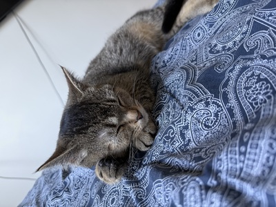 Rassen-Babykatze Jungtier - Katze