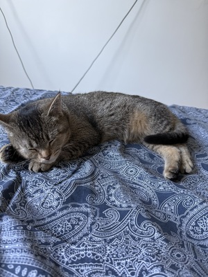 Rassen-Babykatze Jungtier - Katze