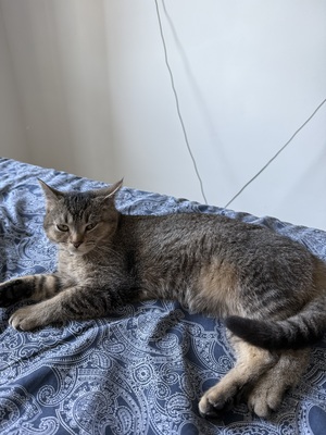 Rassen-Babykatze Jungtier - Katze