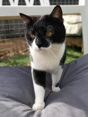 Raven, Europäisch Kurzhaar - Kater
