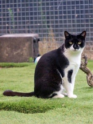 Raven, Europäisch Kurzhaar - Kater