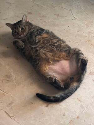 Ray, Mischling - Katze