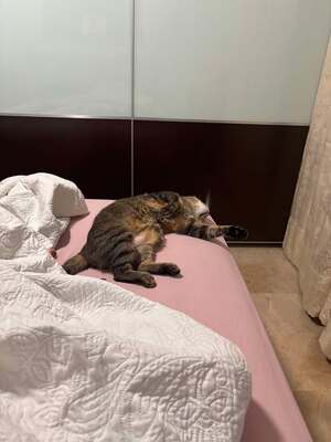 Ray, Mischling - Katze