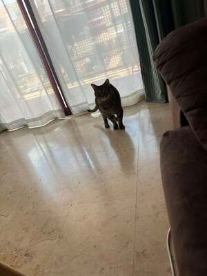 Ray, Mischling - Katze