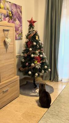 Ray, Mischling - Katze