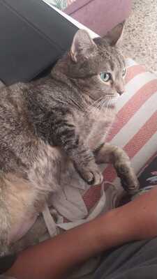 Ray, Mischling - Katze