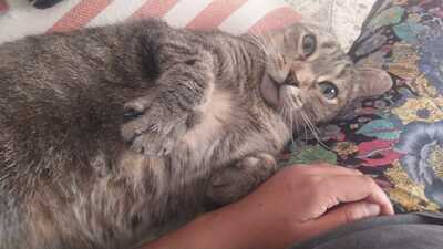 Ray, Mischling - Katze