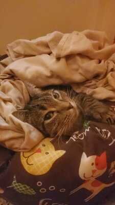 Ray, Mischling - Katze