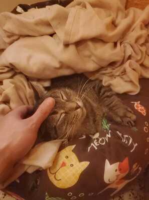 Ray, Mischling - Katze