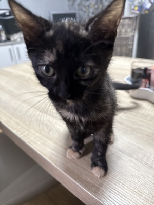 ReRe und Bella, 2 Katzen Jungtier - Katze