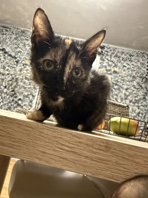 ReRe und Bella, 2 Katzen Jungtier - Katze