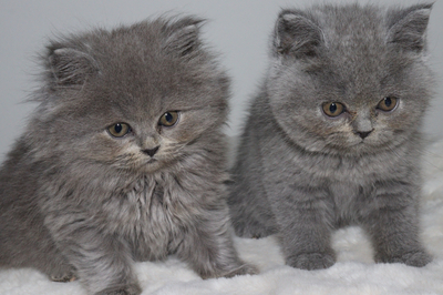 Reinrassige BKH-Kitten-Kätzchen, BRITISCH KURZHAAR Jungtier - Katze