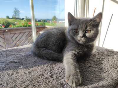 Reinrassige BKH Kitten auszugsbereit, BKH - Kater 1