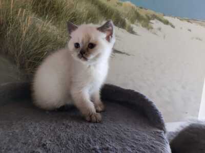 Reinrassige BKH Kitten auszugsbereit, BKH - Kater