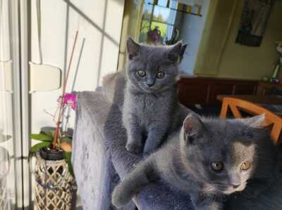 Reinrassige BKH Kitten auszugsbereit, BKH - Kater